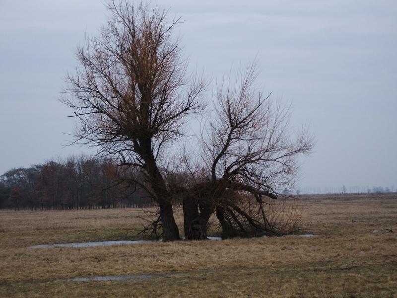 viharvert fűzfa a Montág-pusztán.JPG